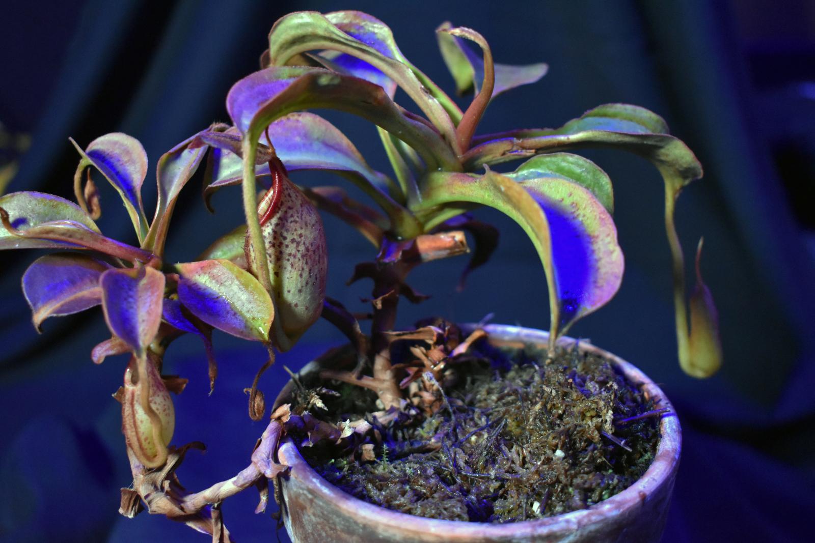 Tropical Pitcher Plants | Akron Zoo